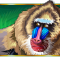 Baboons img