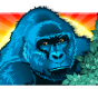 Gorilla img